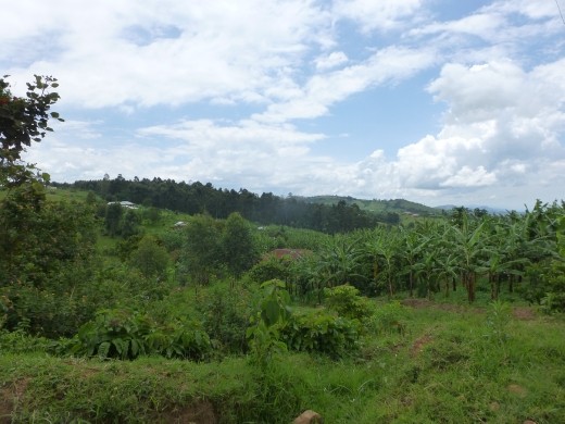 The stunning scenery of Uganda.