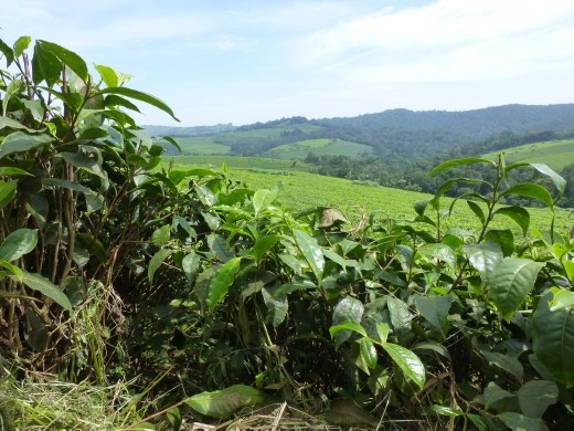 Tea in Uganda? Oh yes, would love a brew.