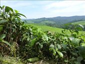 Tea in Uganda? Oh yes, would love a brew.: by steve_and_emma, Views[205]