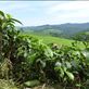 Tea in Uganda? Oh yes, would love a brew. Views[204]