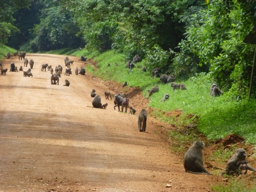 Baboon road block in Kabale.
