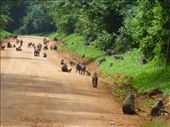 Baboon road block in Kabale.: by steve_and_emma, Views[362]