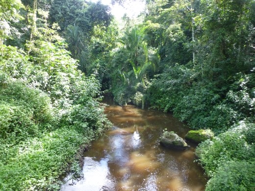 Kibale Forest is a lovely spot.