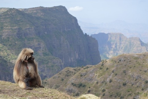 We got lots of sightings of the endemic Gelada monkeys.
