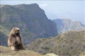We got lots of sightings of the endemic Gelada monkeys.: by steve_and_emma, Views[387]