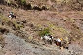 We had some mules to do the hard work on the trek!: by steve_and_emma, Views[327]