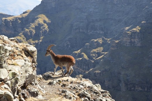 The very rare and endemic Walia Ibex made an appearance.