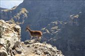 The very rare and endemic Walia Ibex made an appearance.: by steve_and_emma, Views[428]