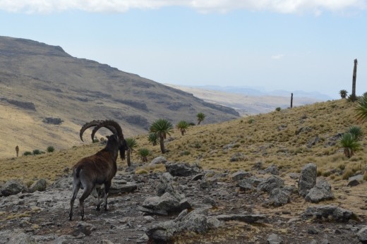 Another Wilia ibex encounter.