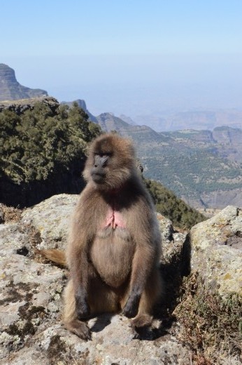 You can see why they are also known as bleeding heart baboons.