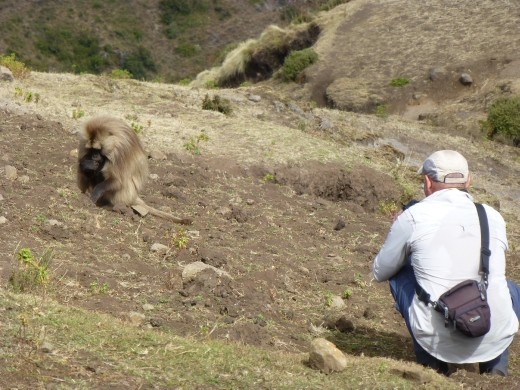 Slowly, slowly catchy monkey!