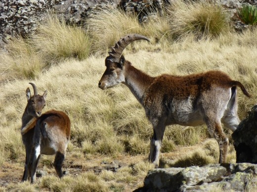 Wilia ibex family.