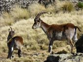 Wilia ibex family.: by steve_and_emma, Views[151]