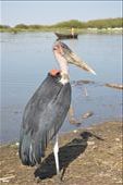 A marabou stork at Lake Ziway.: by steve_and_emma, Views[394]