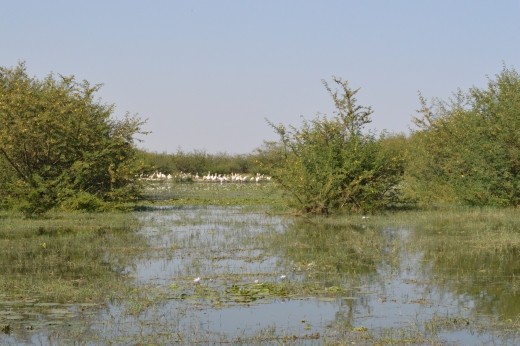 Lake Ziway was not very picturesque but worth a quick stop for the bird life.