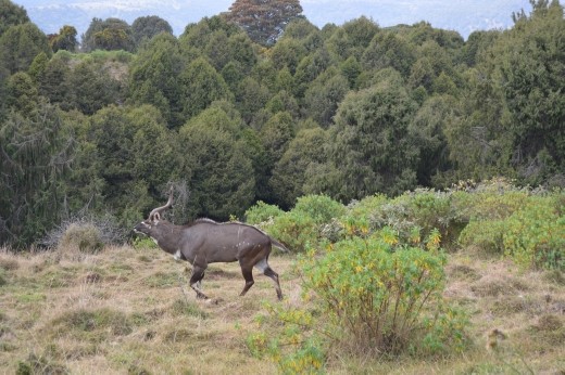 The endemic mountain nyala in Bale Mountains national park.