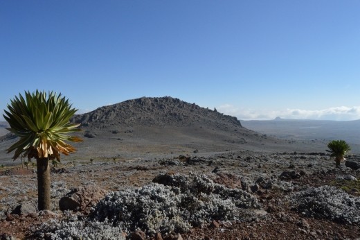 The Sanetti Plateau is located at an elevation of 3500 -4500m.