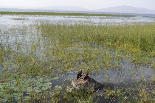 Lots of birdlife along the lake shore.