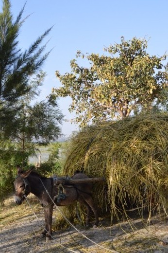 Mules do the donkey work in Ethiopia.