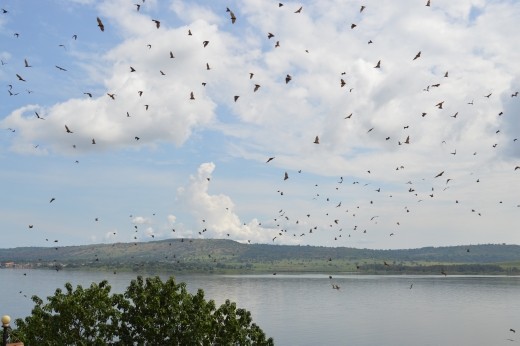 The start of the mighty river Nile.