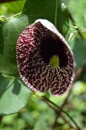 Some lovely flora near the River Nile.: by steve_and_emma, Views[288]