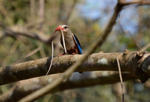 Lunch time for this woodland kingfisher.