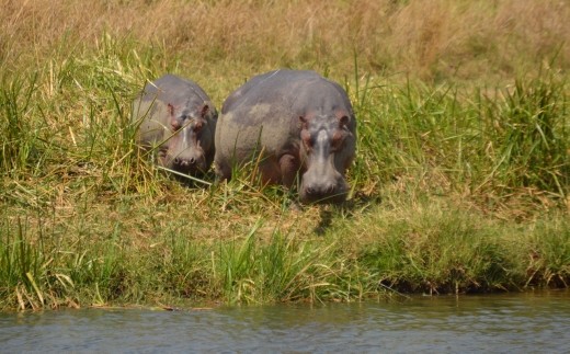 Aren't hippos great ?