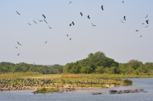 The boat trip along the Nile in Murchison Falls NP is a real treat.