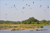 The boat trip along the Nile in Murchison Falls NP is a real treat.: by steve_and_emma, Views[273]