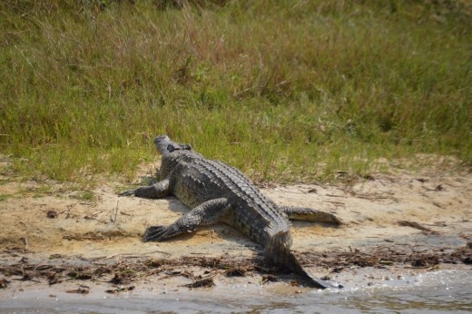 Nile crocs are quite a size.