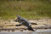 Nile crocs are quite a size.: by steve_and_emma, Views[385]