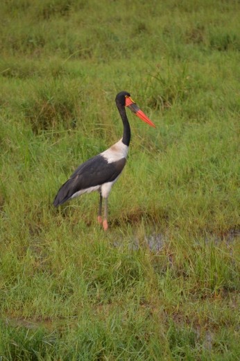 A saddle-billed stork.