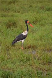A saddle-billed stork.: by steve_and_emma, Views[208]