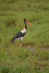 A saddle-billed stork.: by steve_and_emma, Views[140]