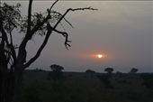 Sunrise on a morning game drive in Murchison.: by steve_and_emma, Views[345]