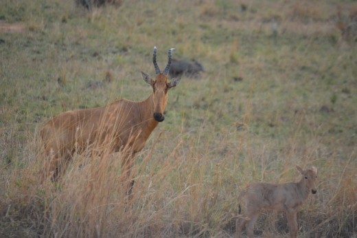 Jackson's hartebeest.