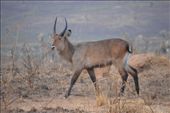 Waterbuck taking a morning stroll.: by steve_and_emma, Views[361]