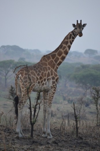Spotting some giraffes was real highlight of the game drive in Murchison. The Rothchild's giraffe is only found here and in Kidepo NP.