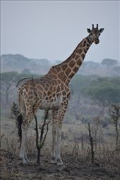 Spotting some giraffes was real highlight of the game drive in Murchison. The Rothchild's giraffe is only found here and in Kidepo NP.: by steve_and_emma, Views[374]