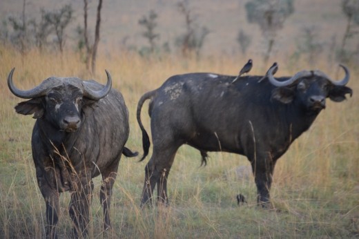 Cape buffalo.
