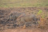 Warthogs turned out to be quite a favourite with the parents.: by steve_and_emma, Views[236]