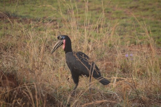 Ground hornbill.