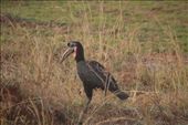 Ground hornbill.: by steve_and_emma, Views[198]