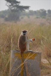 A patas monkey getting an easy feed.: by steve_and_emma, Views[355]