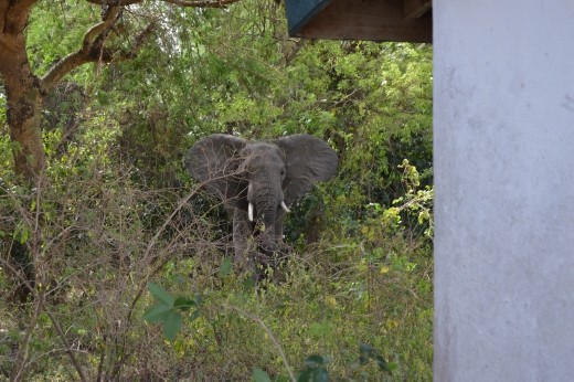 This fella hangs around by the ferry point, not sure we should have been so close but the guide said it was ok !