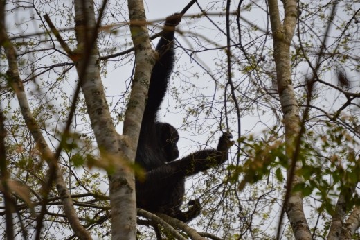 We were so lucky to spot 4 chimps whilst driving along the road near Kibale Forest, saving $150pp to track the primates.