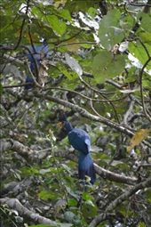 Great blue turacos in Bigodi swamp.: by steve_and_emma, Views[326]
