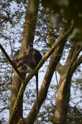 We saw a large troop of red colobus monkeys in Bigodi.