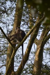 We saw a large troop of red colobus monkeys in Bigodi.: by steve_and_emma, Views[354]