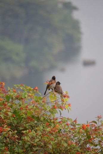 Bird life at Ndali Lodge.